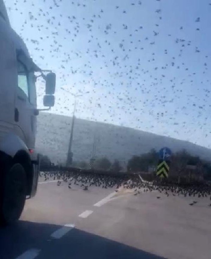 Sığırcık kuşları trafik akışını engelledi