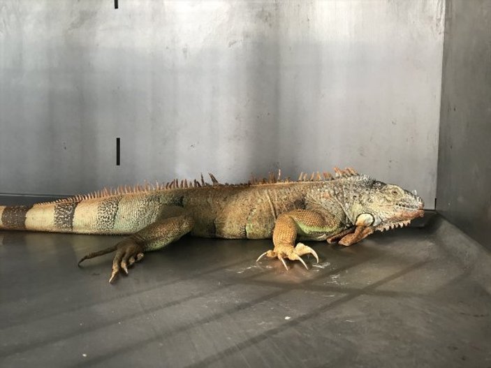 Muğla'da sokakta bulunan iguana koruma altına alındı