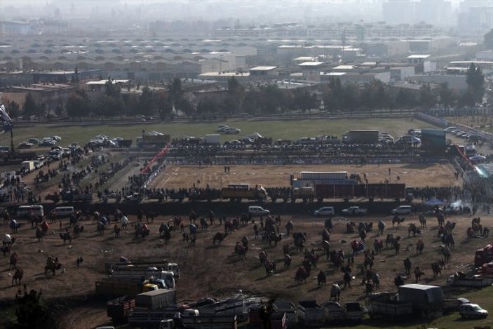 Aydın'da düzenlenen festivalde 130 deve güreştirildi