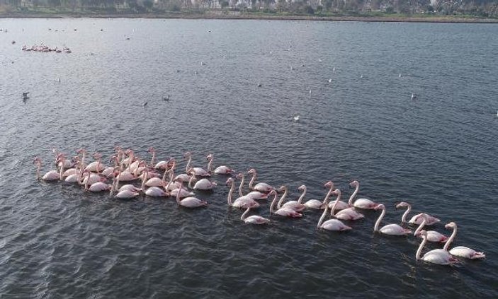 Flamingolar İzmir'i mesken tuttu