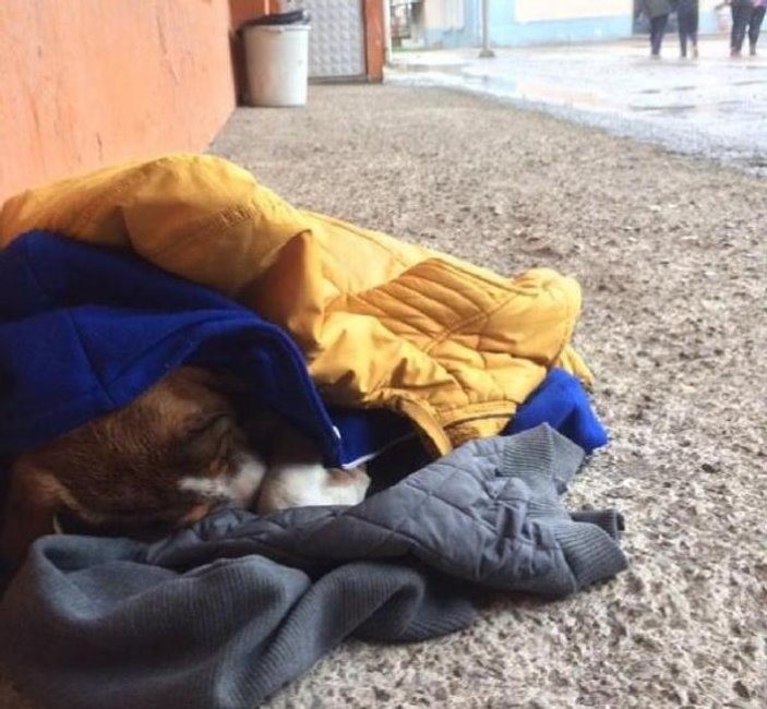 Öğrenciler köpeği dondurucu kıştan montlarıyla korudu