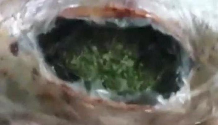 Diyarbakır'da salçayla sıvanmış 49 kilo esrar bulundu