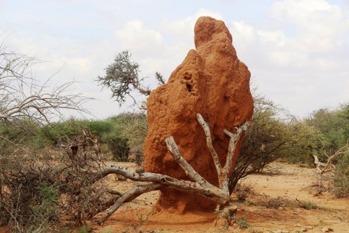 Somali’de 4 metrelik termit gökdelenleri