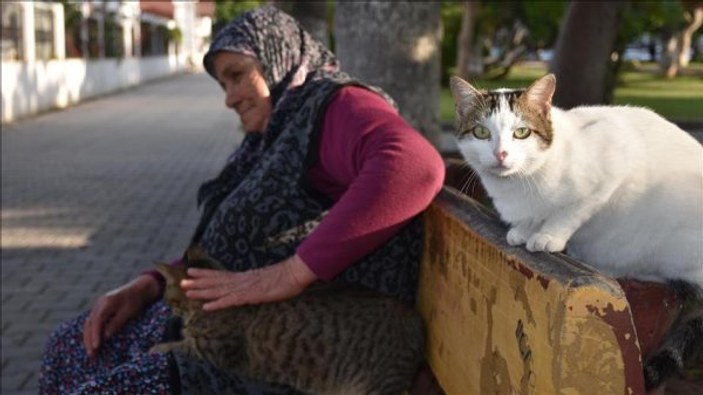 Fadime Teyze, 12 yıldır sokak kedilerine bakıyor