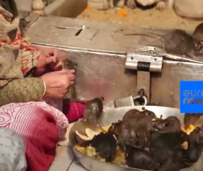 Hindistan'da fare yemeği sofraların aranılan lezzeti