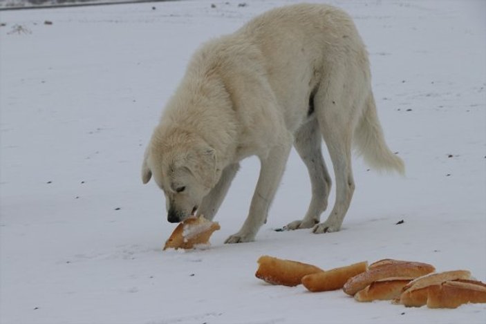 Niğde'de bir hayvansever her kış doğaya yem bırakıyor