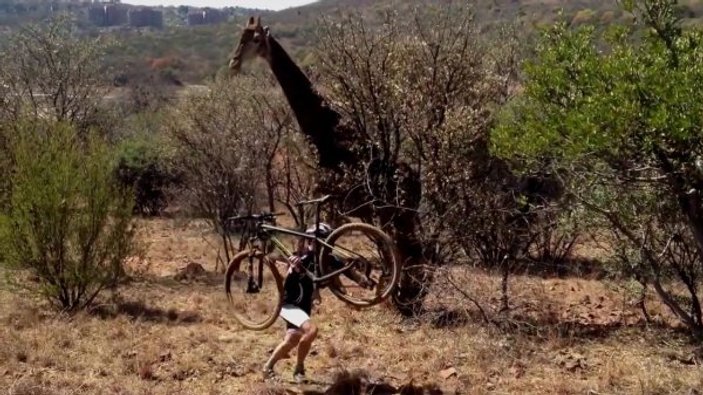 Zürafanın bisiklet sürücüsünü kovalaması kamerada