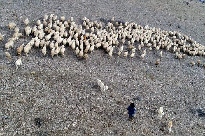 Maliye mezunu genç, koyun otlatıyor