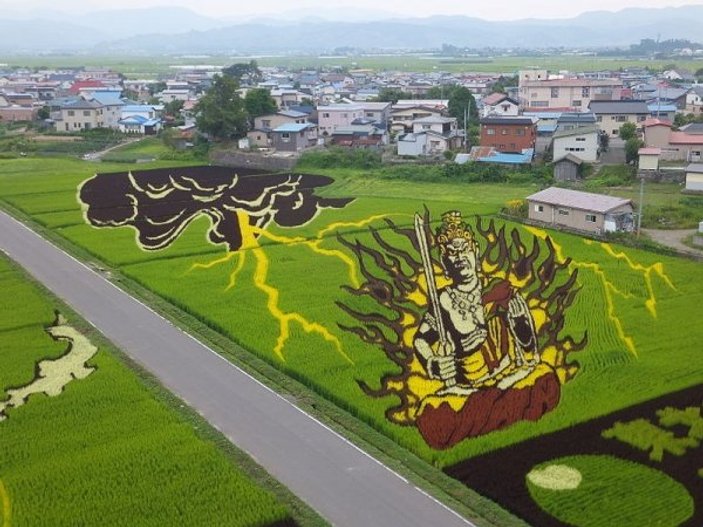 Japon tarlalarında pirinç çeltik sanatı