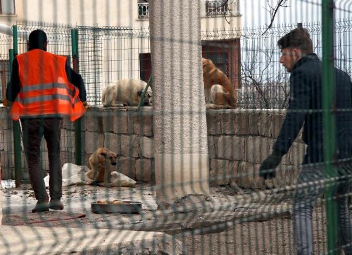 25 köpeğin sahibi hayvan hakları derneği başkanına gözaltı