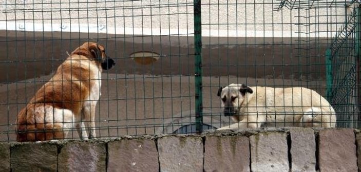 25 köpeğin sahibi hayvan hakları derneği başkanına gözaltı