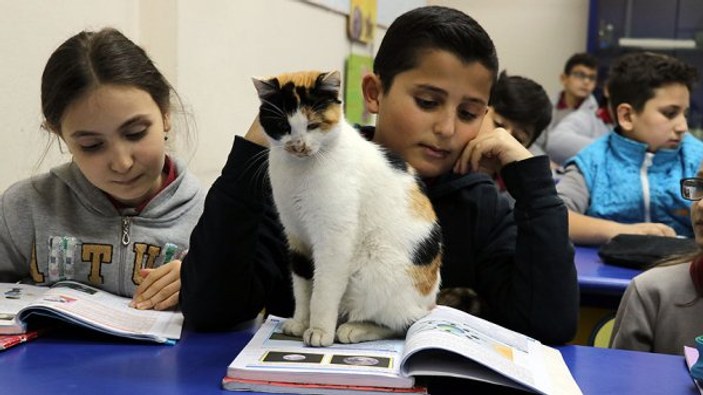 Kedi Pamuk okullu oldu, öğrencilerin sevgisini kazandı