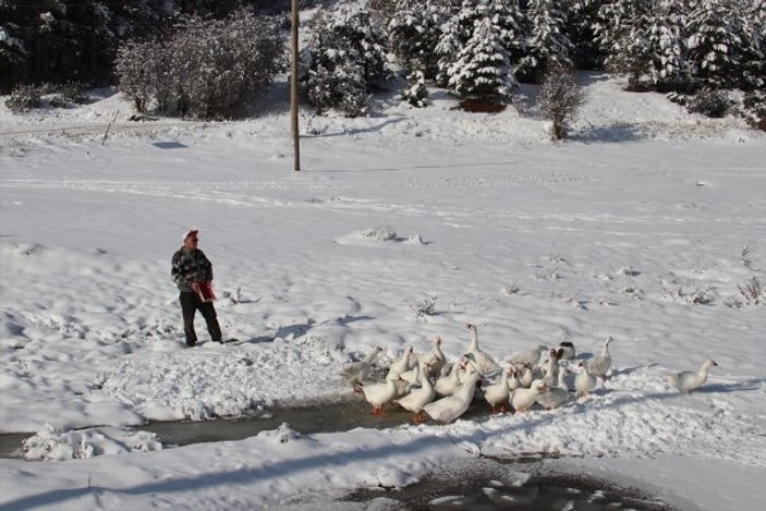 Buz tutan gölde aç kalan kazları hayvanseverler besledi