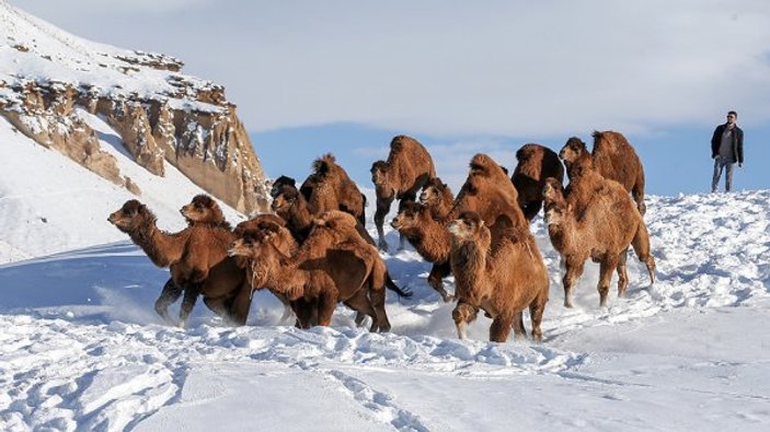 Güreş develeri karlı tepelerde yetişiyor