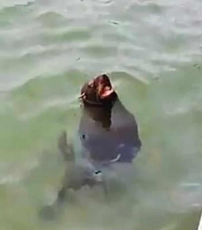Akdeniz foku, Bodrum sahillerinde