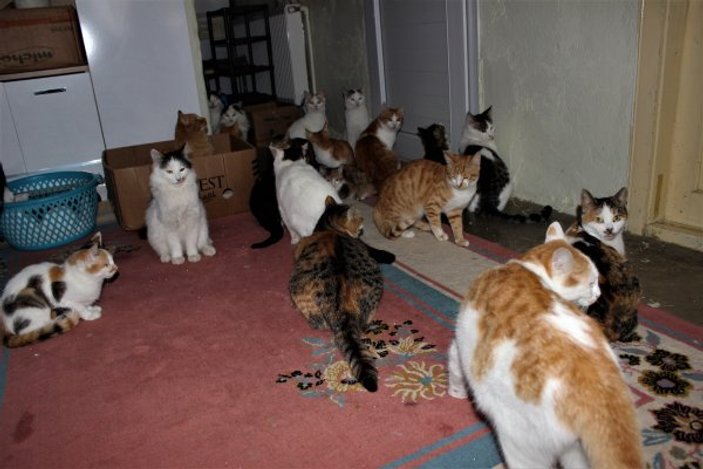58 kediye bakan Nuriye Teyze: Hayvanlarımdan kopamıyorum