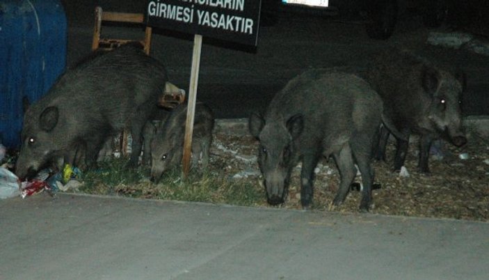Bodrum'da domuz saldırısına uğrayan 1 kişi yaralandı