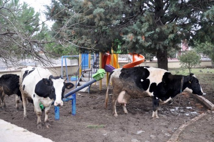 Canbalı Deresi taştı, su baskınları meydana geldi