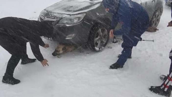 Otomobilin altında kalan köpeği jandarma kurtardı