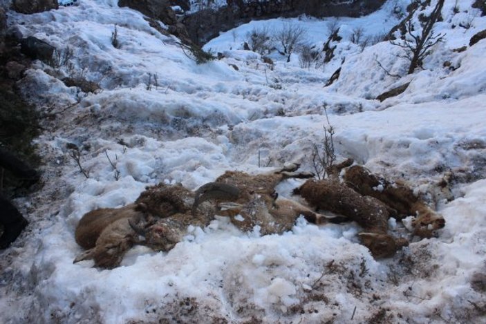 Adıyaman’da 5 yaban keçisi açlıktan ve soğuktan öldü