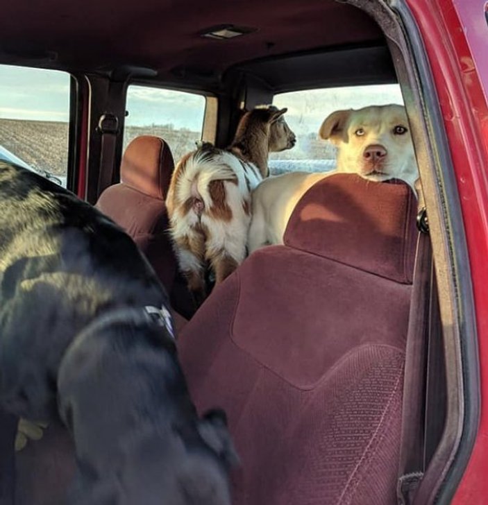 ABD'de kaybolan köpek iki arkadaşıyla geri döndü
