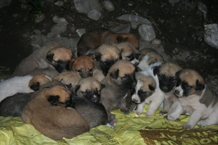 Hatay'da 22 yavru köpek donmaktan kurtarıldı