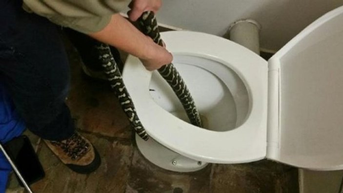 Avustralya'da bir kadını tuvalette piton ısırdı