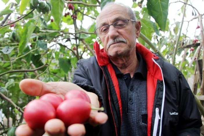 Almanya kökenli 'ağaç domatesi' Rize'de satılıyor