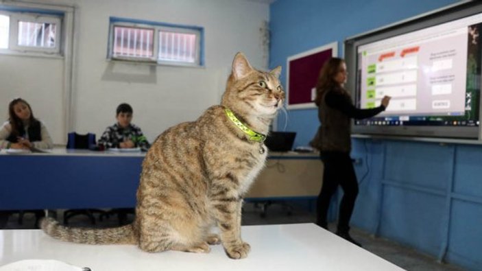 Amasya'da Tarçın adlı kedi, öğrencilerin ilgi odağı oldu