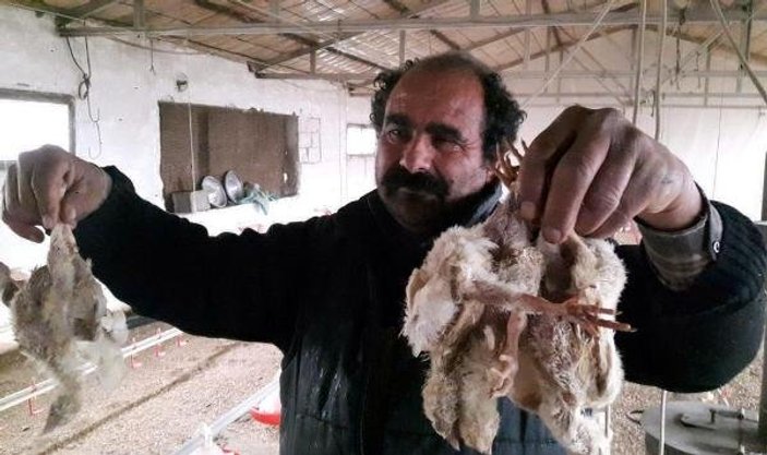 Mersin'de 2 milyon civciv ölüme terk edildi