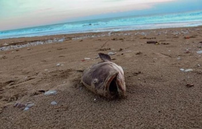 Antalya’da hortum sonrası hayvanlar kıyıya vurdu
