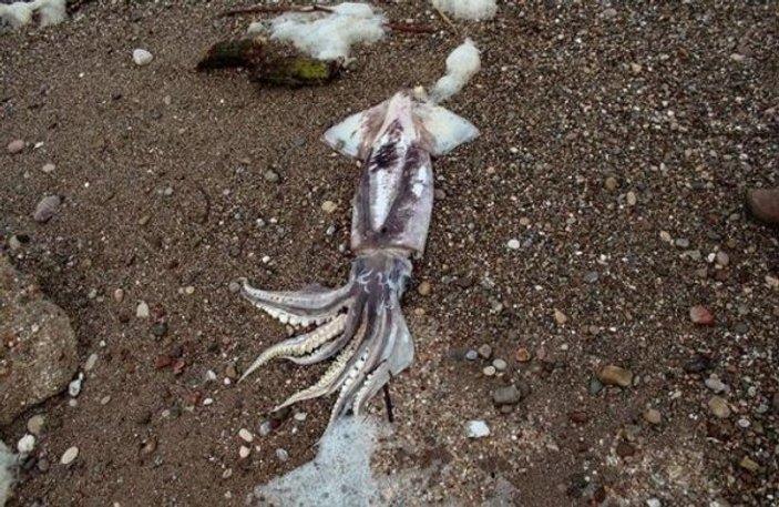 Antalya’da hortum sonrası hayvanlar kıyıya vurdu