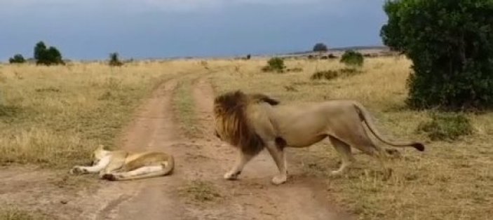 Uyuyan dişi aslana saldıran erkek aslan