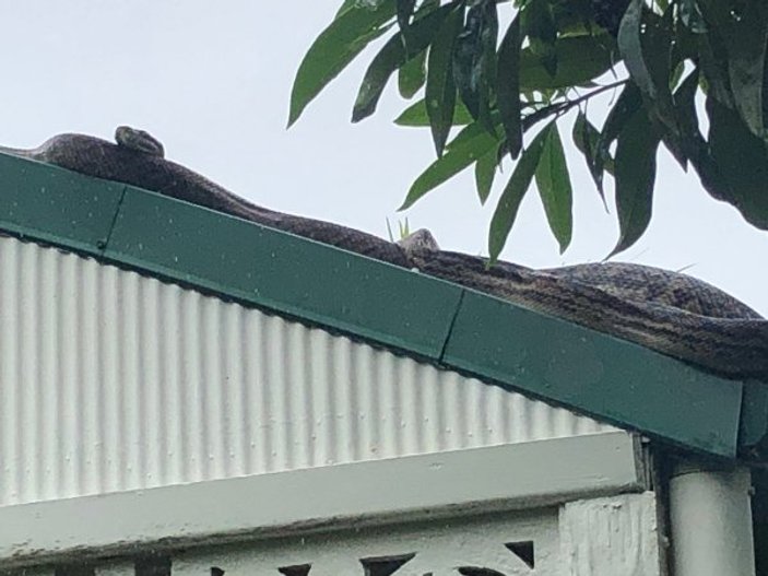 Avustralya'da sel, timsah ve yılanları evlere sürükledi