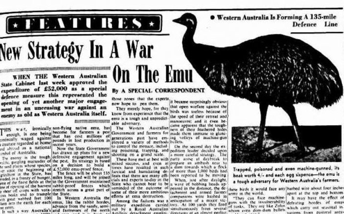 Deve kuşları Avustralya ordusunu yendi: Emu Savaşı