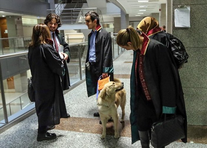 Görme engelli avukatın yoldaşı: Rehber köpek Tabs