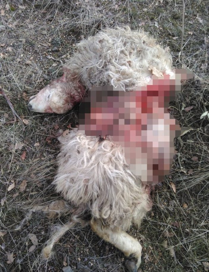 Nevşehir’de kurtlar koyun sürüsüne saldırdı