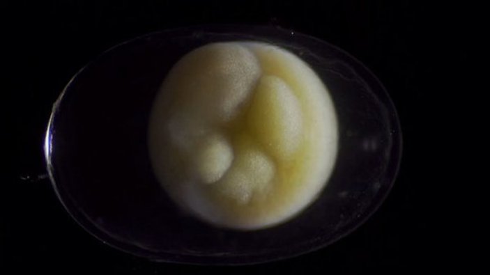 Semenderin yumurta içerisindeki gelişimi
