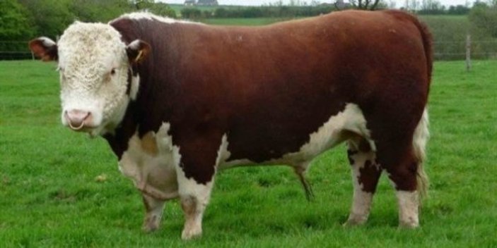 İngiltere'de sığırlara özel 'çöpçatanlık sitesi'
