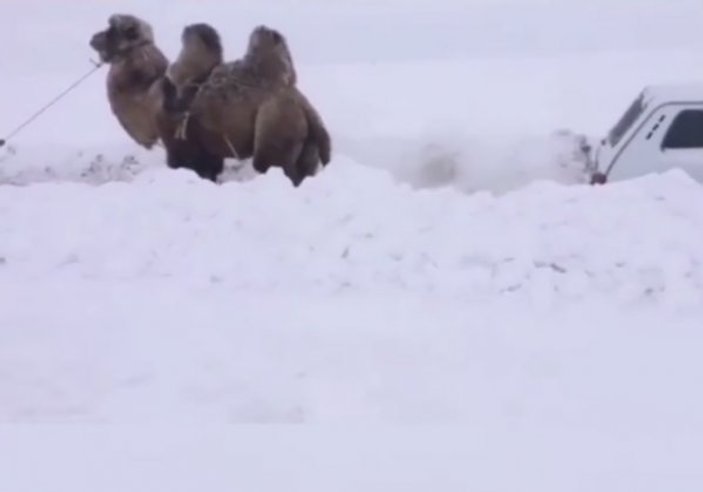 Rusya'da kara saplanan aracı deve kurtardı