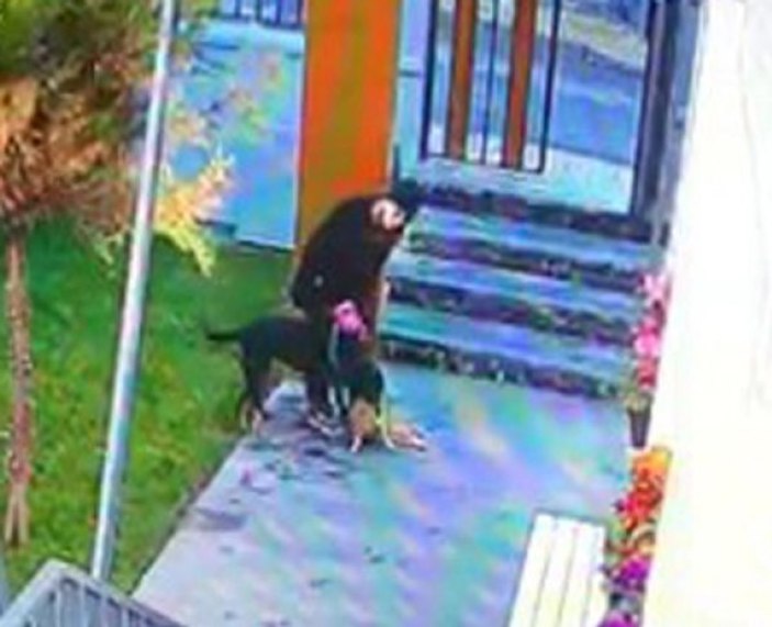 Köpek kediyi parçalarken vicdansız kadın sadece izledi