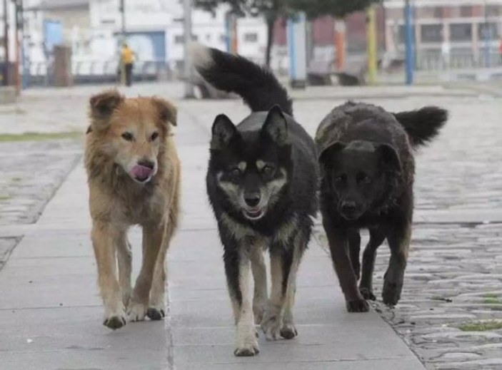 Başıboş köpekler 200 canlı türünü tehdit ediyor