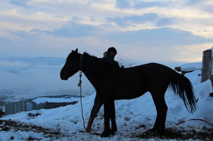 Bingöl'de terk edilen atlara koruma