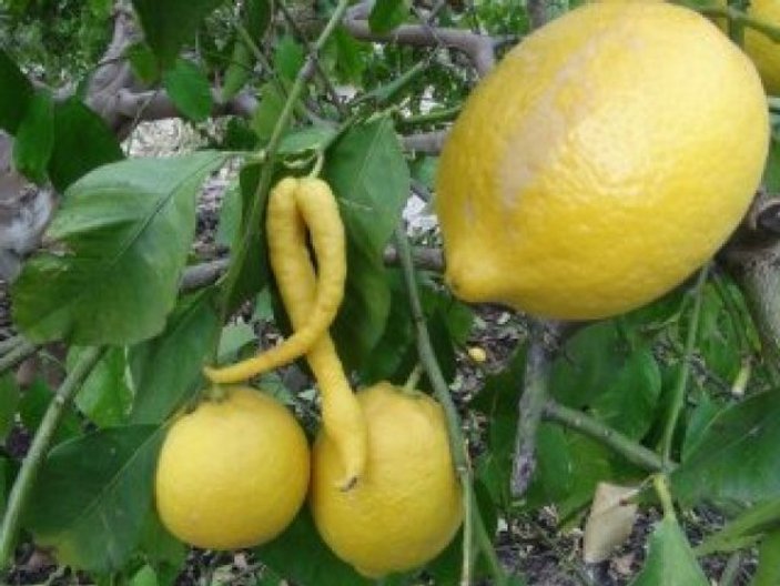 Mersin'de biber görünümlü limon şaşkınlık yarattı