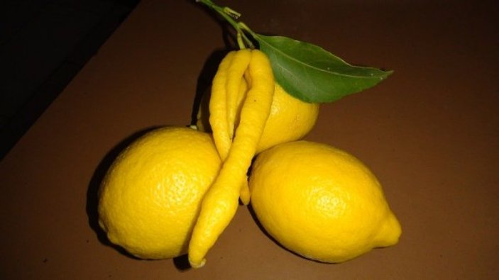 Mersin'de biber görünümlü limon şaşkınlık yarattı