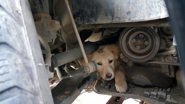 Aracın motor kısmında sıkışan yaramaz köpek