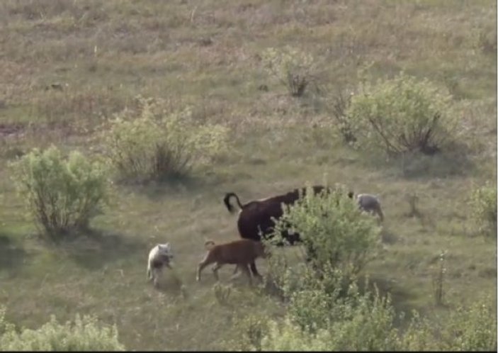 Anne bufalo yavrusunu kurtlara karşı korudu