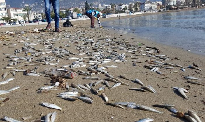 Antalya'da binlerce gümüş balığı telef oldu