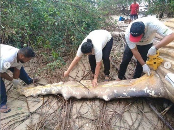 Ormanda ölü bulunan balina incelemeye alındı