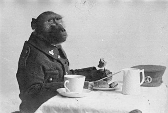 I. Dünya Savaşı hendeklerinde savaşan maymun